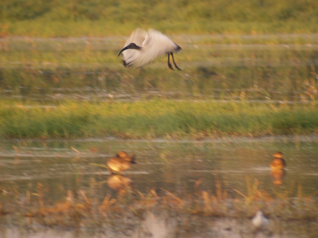 Ibis sacro, il mio primo avvistamento